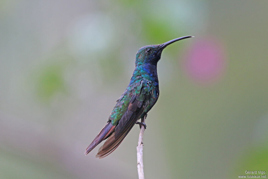 Black-throated Mango male adult