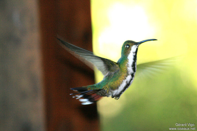 Green-breasted Mango female adult, Flight