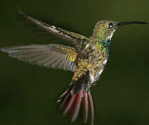 Green-breasted Mango