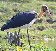 Lesser Adjutant