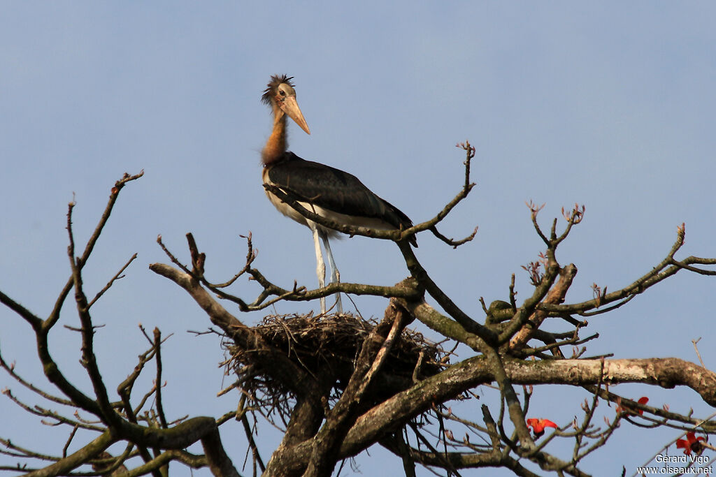 Lesser Adjutantadult