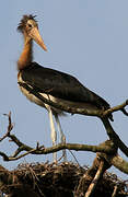 Lesser Adjutant