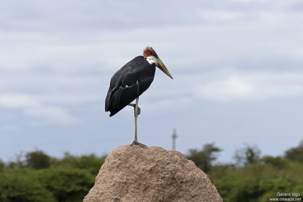 Marabou Stork