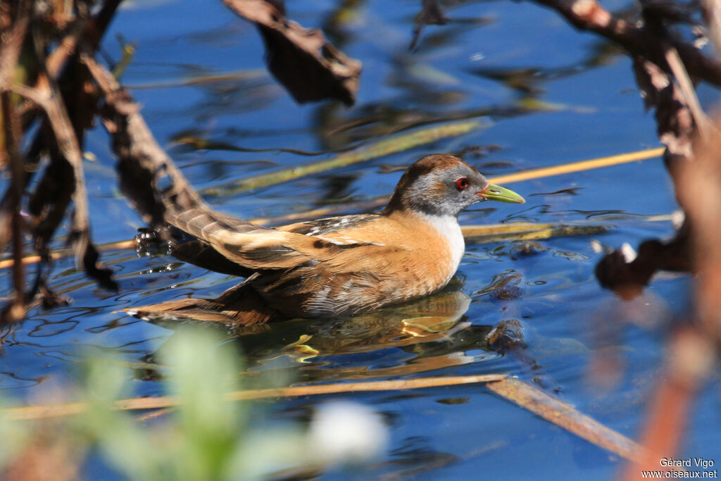 Little Crake female adult