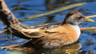 Little Crake