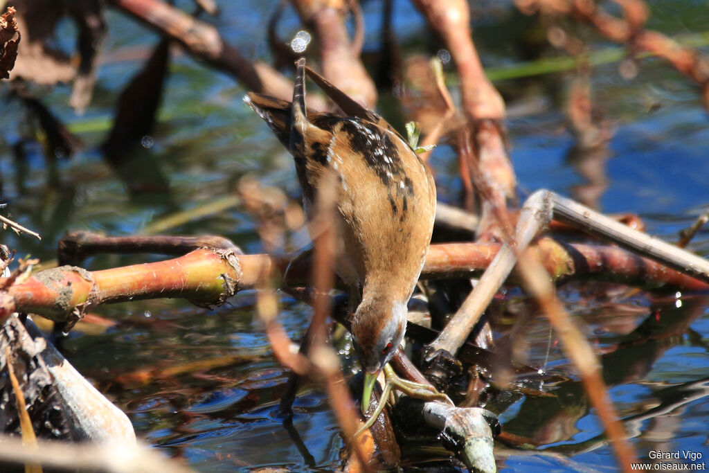 Little Crake female adult