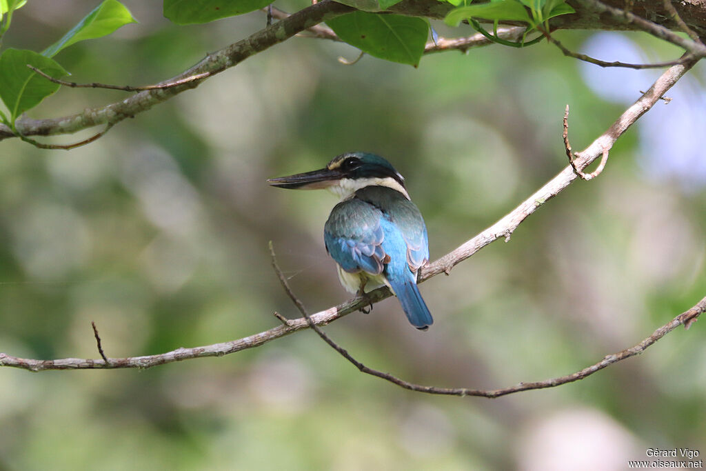 Collared Kingfisher