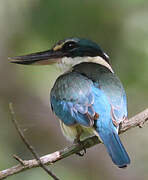 Collared Kingfisher