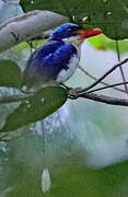 Common Paradise Kingfisher