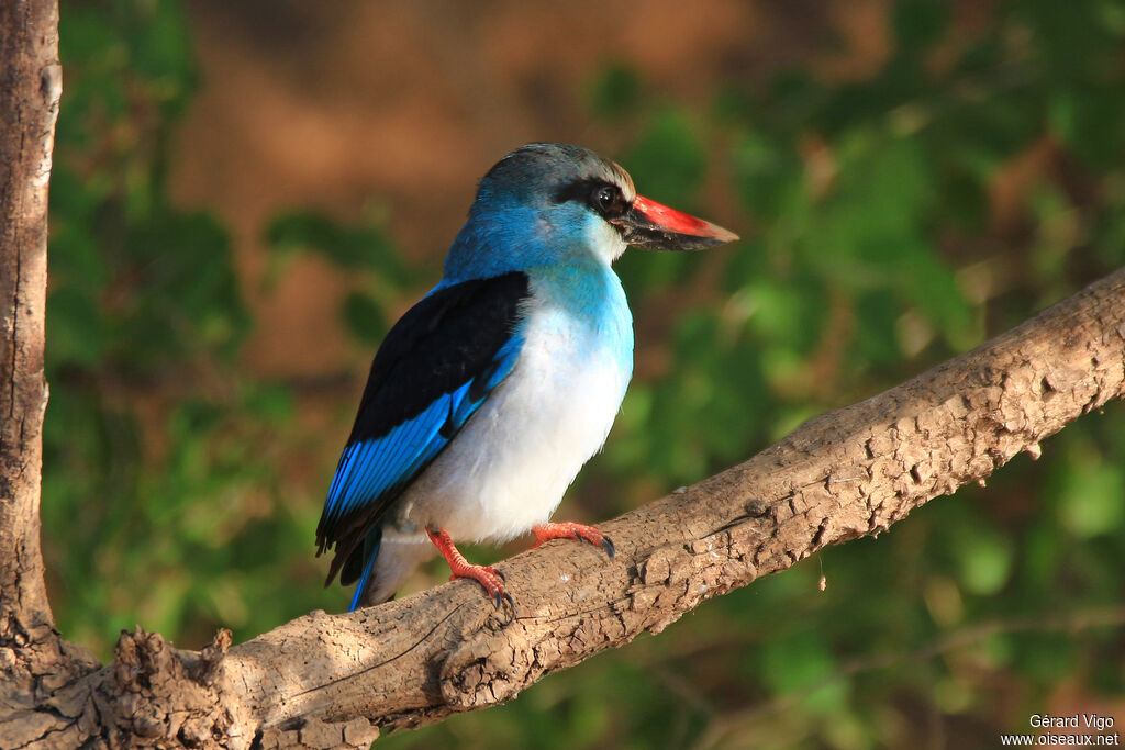 Blue-breasted Kingfisheradult