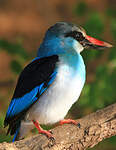 Martin-chasseur à poitrine bleue