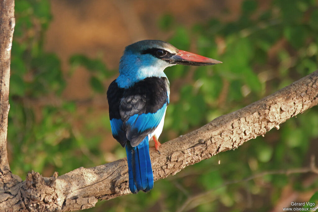 Blue-breasted Kingfisheradult