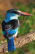 Blue-breasted Kingfisher