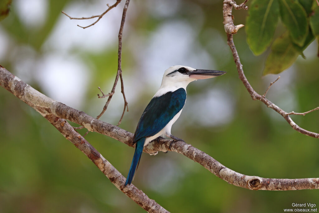 Beach Kingfisheradult