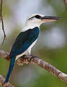 Beach Kingfisher