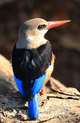 Grey-headed Kingfisher