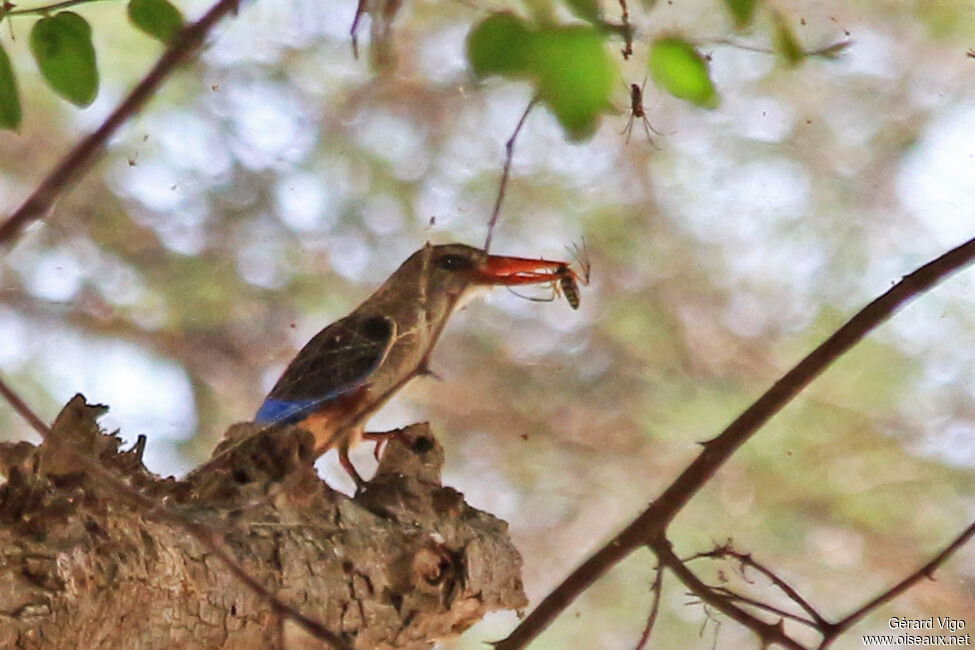 Grey-headed Kingfisheradult, eats