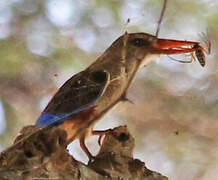 Grey-headed Kingfisher