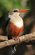 Grey-headed Kingfisher