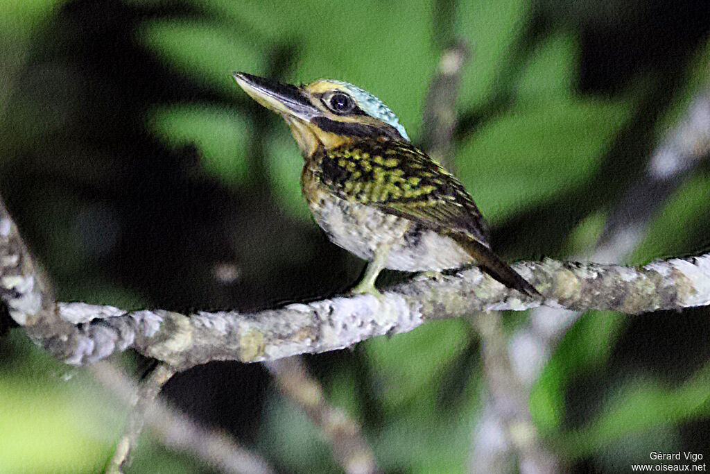 Hook-billed Kingfisher male adult