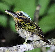 Hook-billed Kingfisher