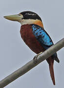 Rufous-bellied Kookaburra