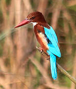 White-throated Kingfisher