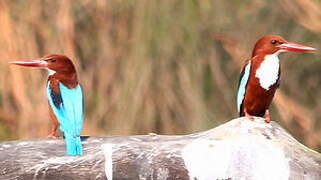 White-throated Kingfisher