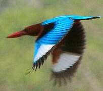 White-throated Kingfisher