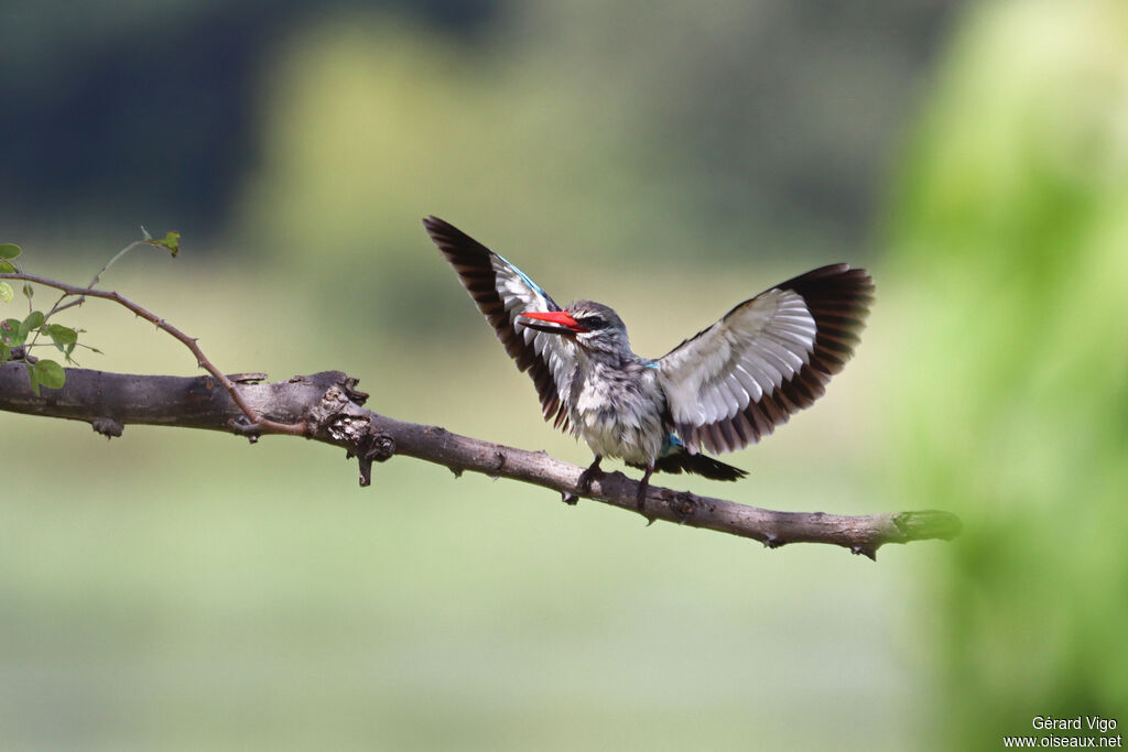 Martin-chasseur du Sénégal