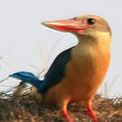 Martin-chasseur gurial