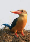 Stork-billed Kingfisher