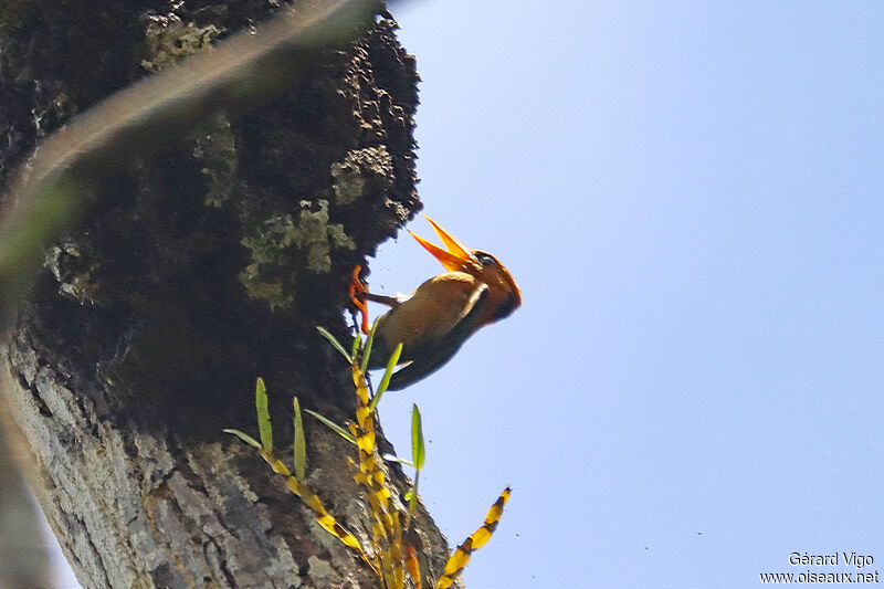Yellow-billed Kingfisheradult, eats