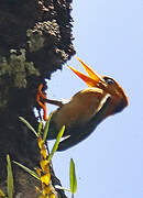 Yellow-billed Kingfisher