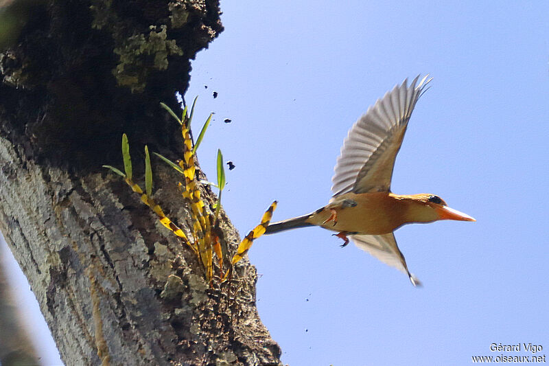 Yellow-billed Kingfisheradult, Flight