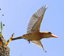 Yellow-billed Kingfisher