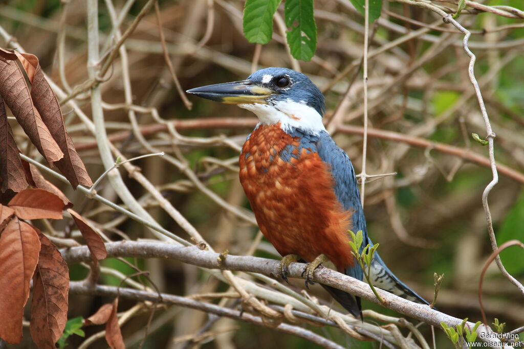 Ringed Kingfisher male adult