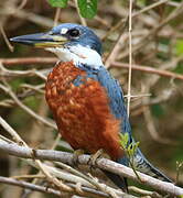 Ringed Kingfisher