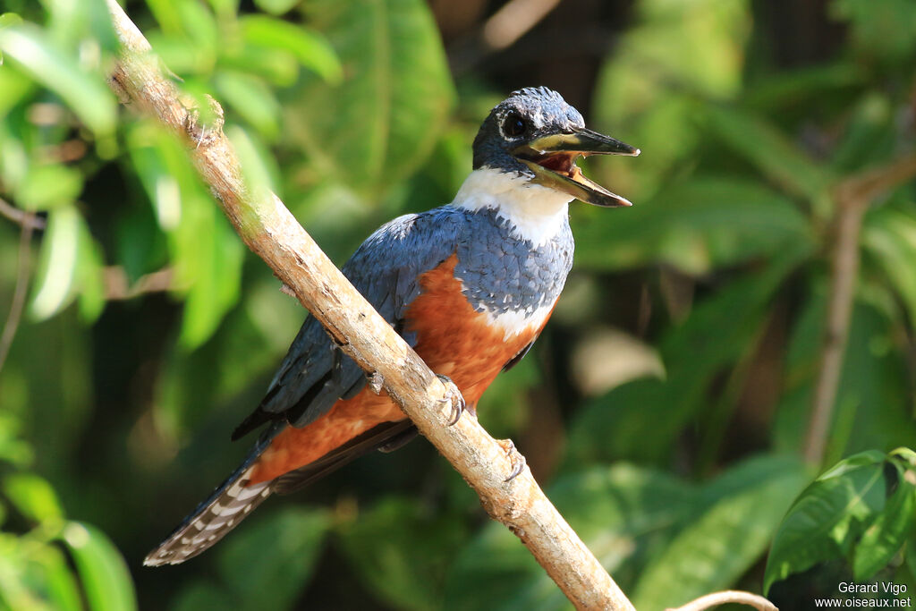 Ringed Kingfisher female adult