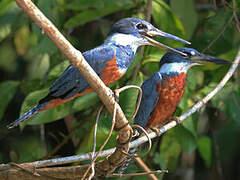 Ringed Kingfisher