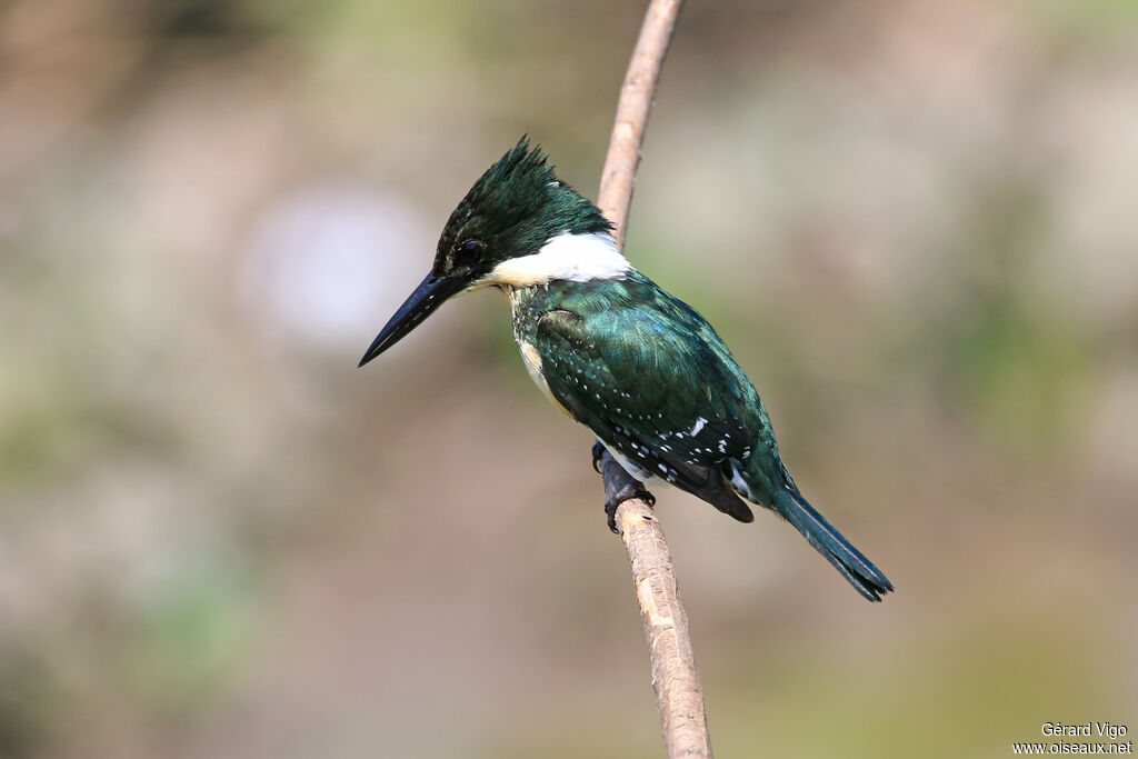 Amazon Kingfisher female adult