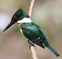 Martin-pêcheur d'Amazonie