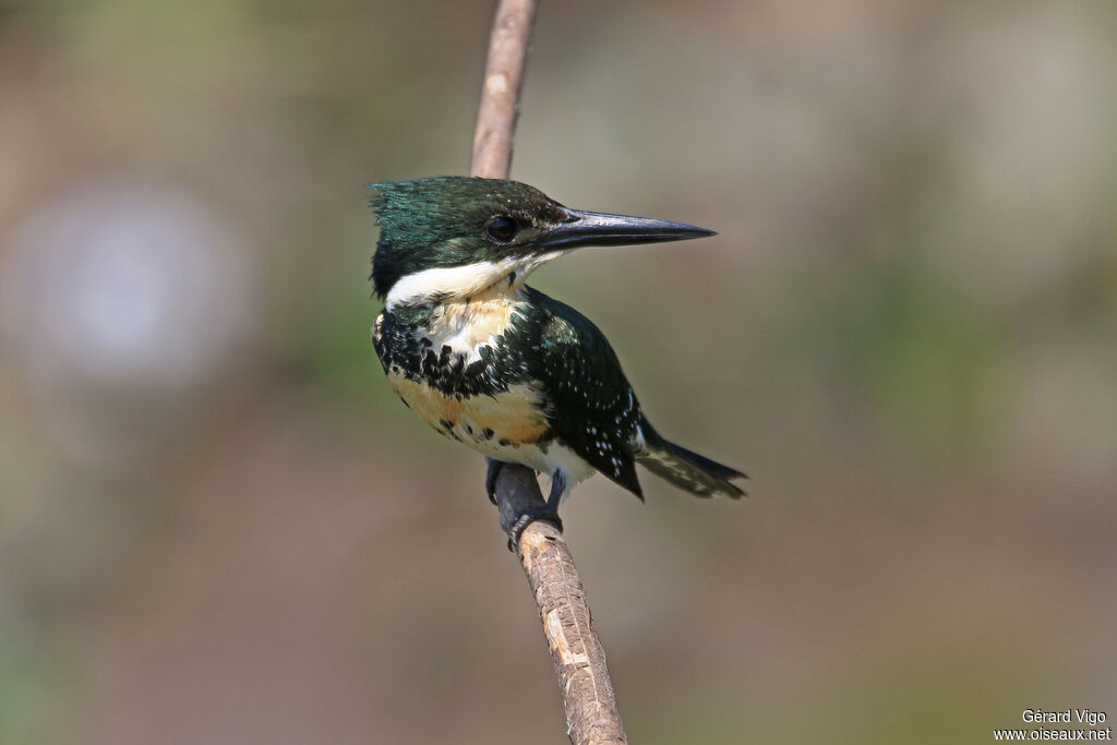 Amazon Kingfisher female adult