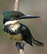 Amazon Kingfisher