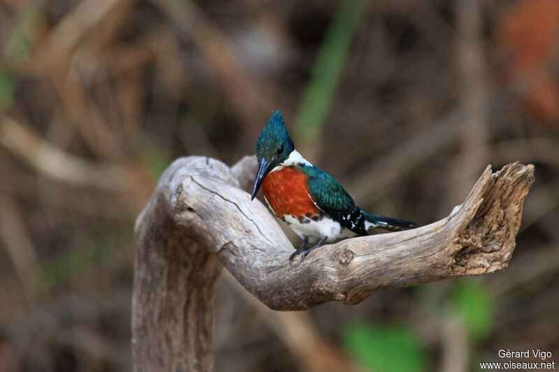 Amazon Kingfisher male adult