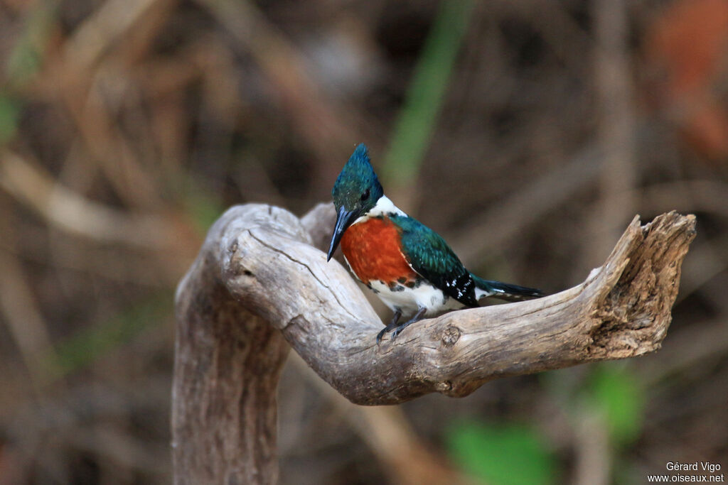 Martin-pêcheur d'Amazonie mâle adulte