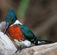 Amazon Kingfisher