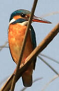 Common Kingfisher