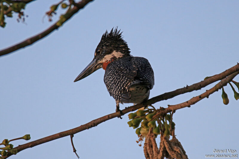 Giant Kingfisher male adult