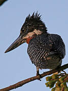 Giant Kingfisher